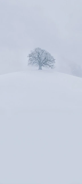 Tree on Snowy Hill in Fog