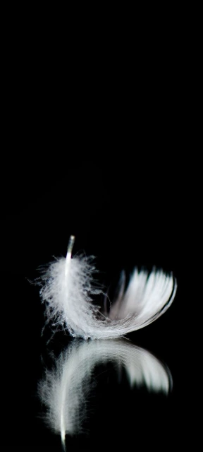 White Feather Reflection