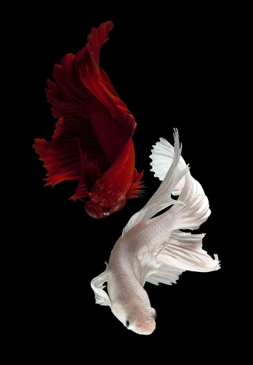 Aesthetic Betta Fish