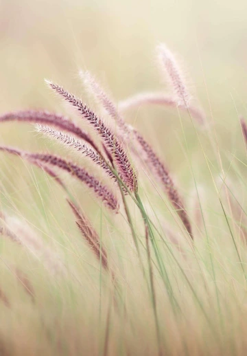 Aesthetic Field