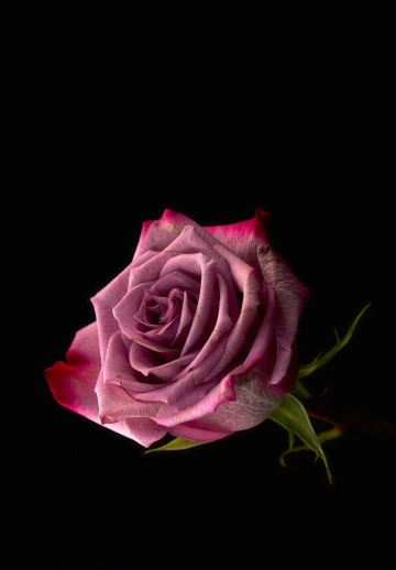 Amoled Pink Rose