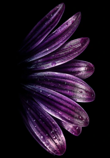 Amoled Purple Flower