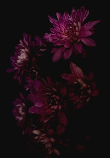 Amoled Red Flower