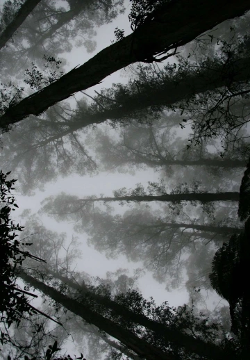 Amoled Trees Covered In Fog