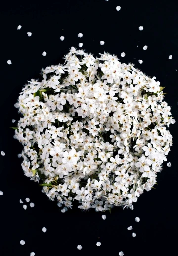 Amoled White Flowers