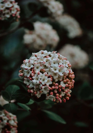 Ball Flower