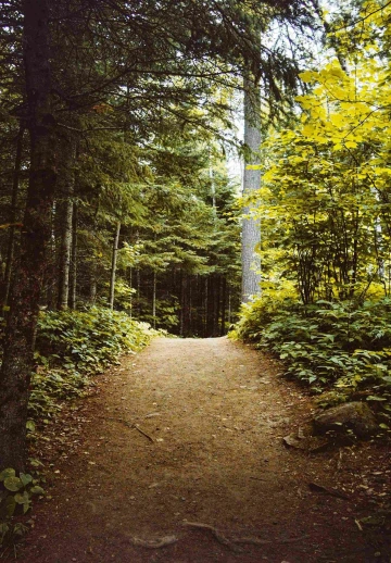 Beautiful Way Between Trees