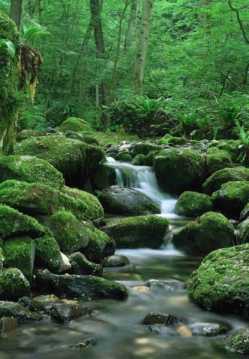 Beautifull Water Forest