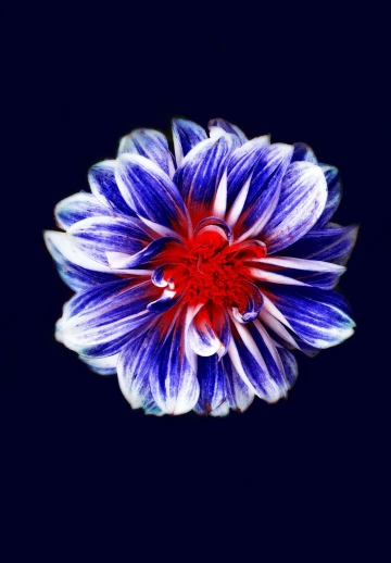Blue & White Flower