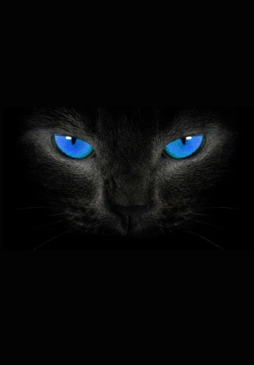 Cat Blue Eyes Dark View