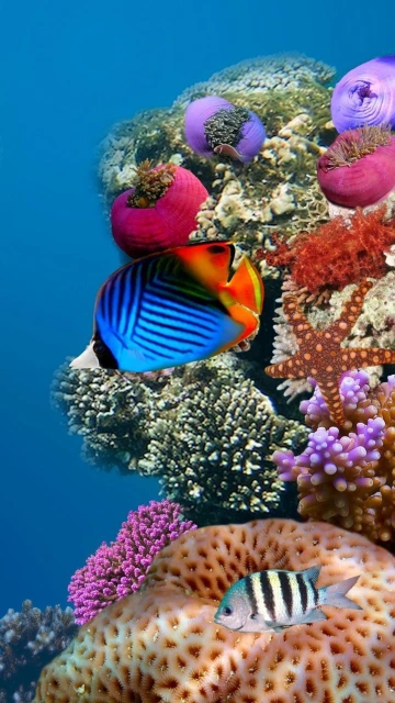 Colorful Butterflyfish Coral Reef