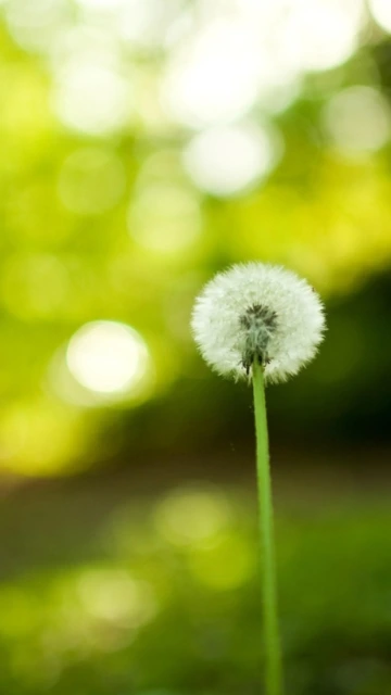 Dandelion Seed Head