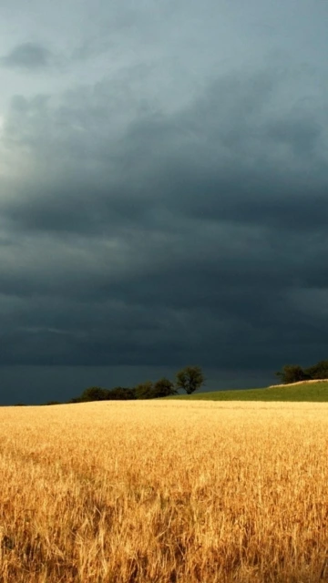 Golden Wheat Field Stormy Sky
