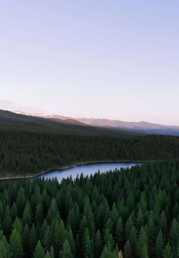 HD Greenery Of Trees