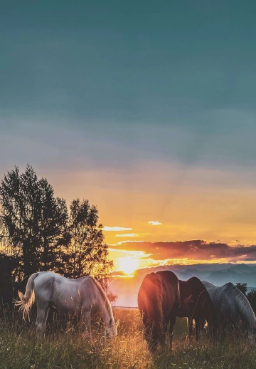 Horses With Sunset