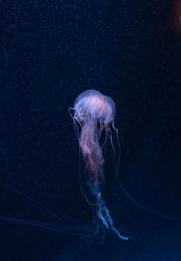 Jelly Fish