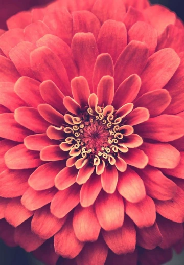 Light Orange Rose