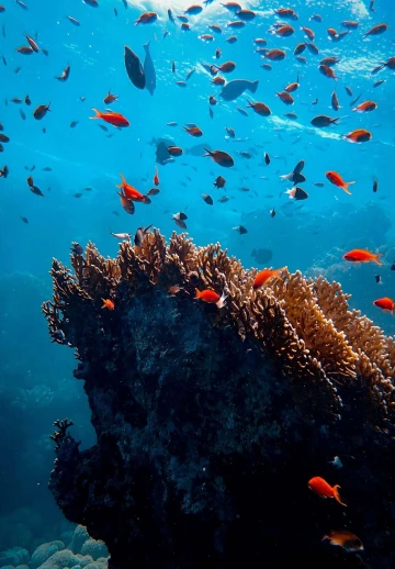 Marine Life