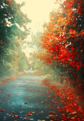 Orange Leaves
