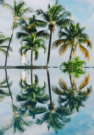 Palm Trees At Ocean