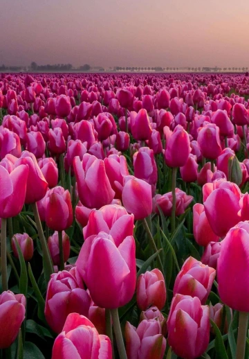 Pink Flower