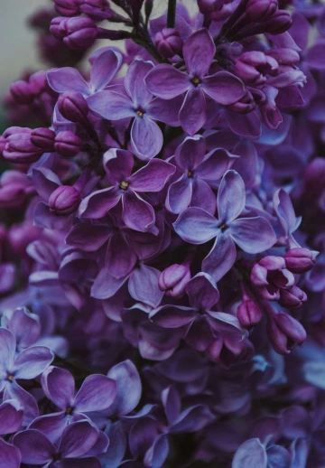Purple Flowers