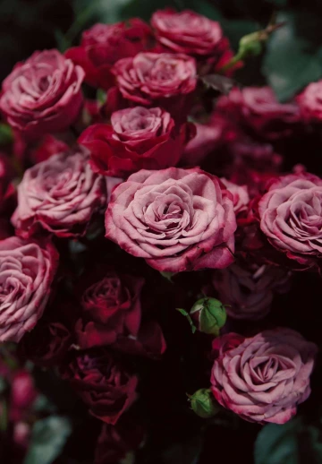 Red And Pink Flowers