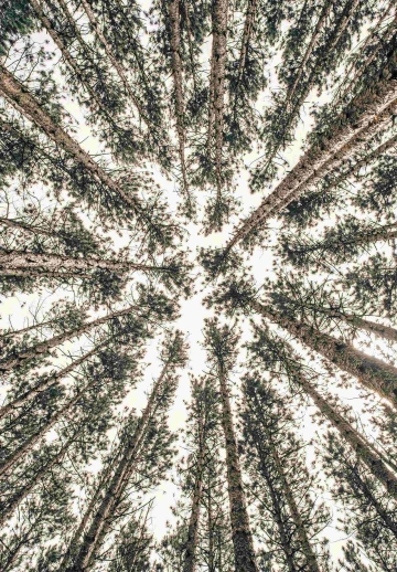 Trees