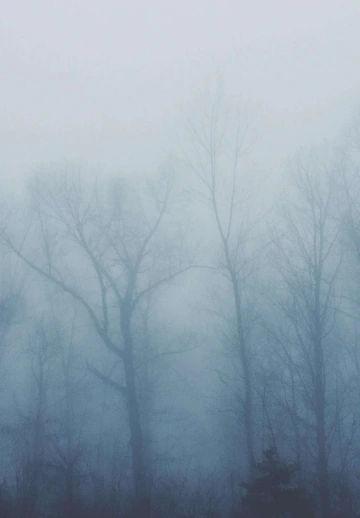 Trees Cover in Fog