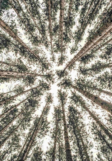 Trees Wide Screen