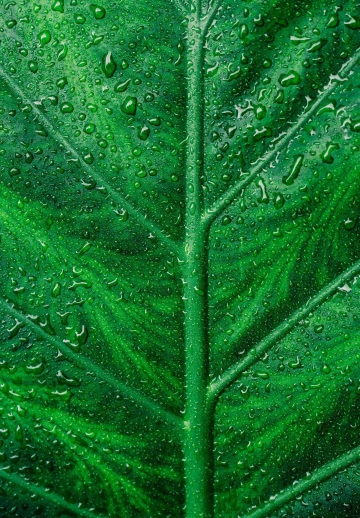 Wet Leave