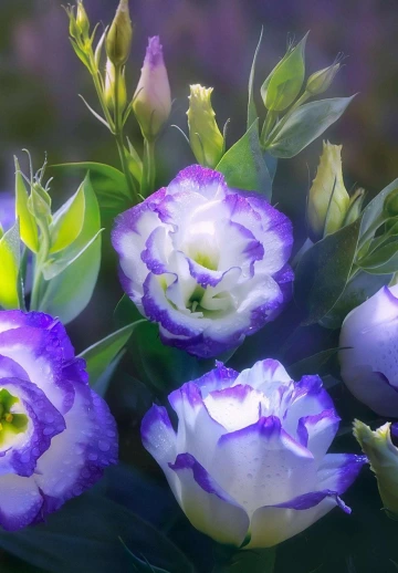 White & Purple Flower