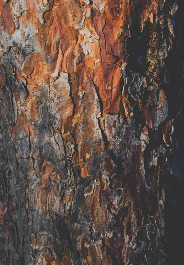 Wooden Wall