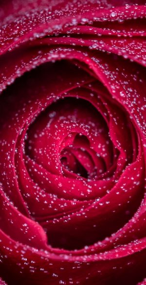 Beautiful Red Rose Phone Wallpaper 300x585 - Realme 9i 5G Wallpapers