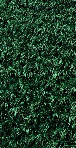 Dark Gree Grass Wallpaper 300x585 - Realme 9i 5G Wallpapers
