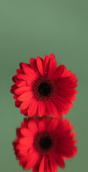 Flower Reflection Phone Wallpaper 300x585 - Realme 9i 5G Wallpapers