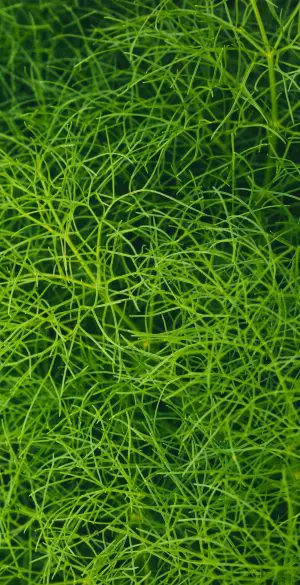 Fresh Green Grass Wallpaper 300x585 - Vivo V21 Wallpapers