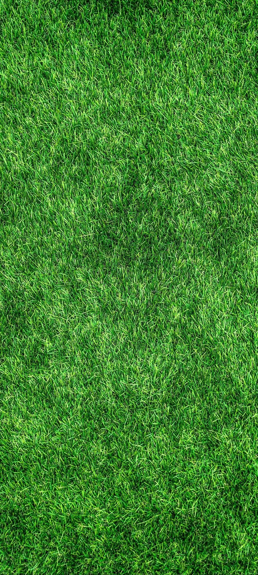 Green Grass Wallpaper