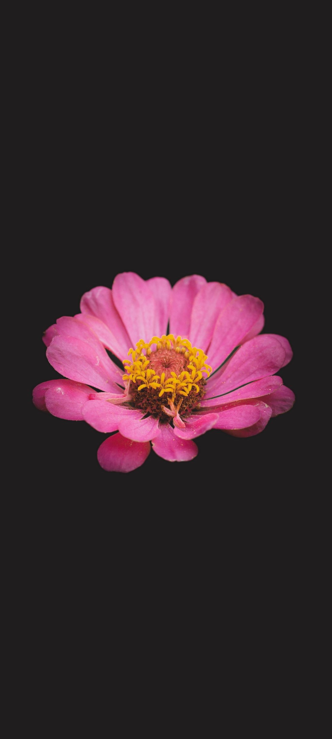 HD wallpaper Apple iOS 10 iPhone 7 Plus HD Wallpaper 02 pink dahlia flower   Wallpaper Flare
