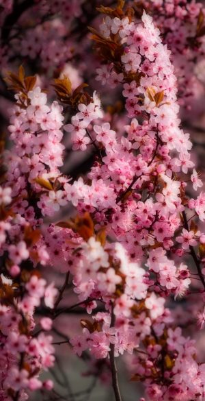 Pink Flowers Tree Wallpaper 300x585 - Nature Phone Wallpapers