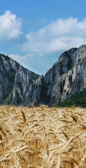 Wheat Field in Mountains Phone Wallpaper 300x585 - Samsung Galaxy S21 5G Wallpapers