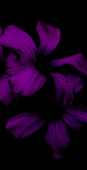 Cute Purple Desktop Wallpapers - PixelsTalk.Net