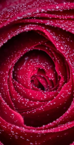 Beautiful Red Rose Background Wallpaper 720x1600 1 300x585 - Vivo Y33e Wallpapers