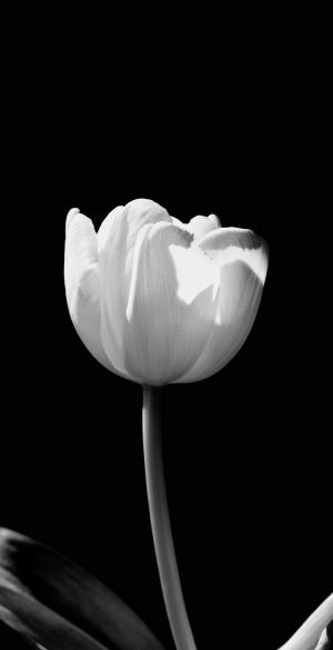 Black and White Flower Background Wallpaper 720x1600 1 300x585 - Infinix Smart 5 Pro Wallpapers