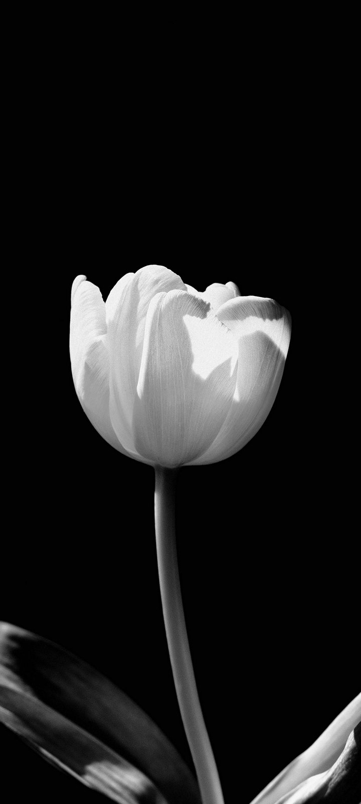Black and White Flower Background Wallpaper 720x1600