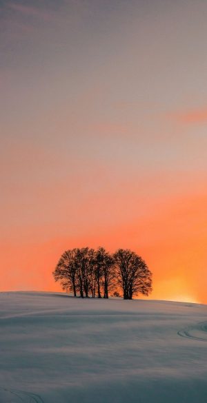 Snow Tree Sky Background Wallpaper 720x1600 1 300x585 - Vivo Y33e Wallpapers
