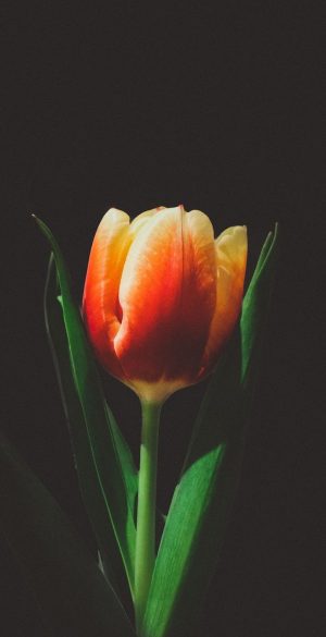 Tulip Flower Black Background Wallpaper 720x1600 1 300x585 - Vivo iQOO U5e Wallpapers