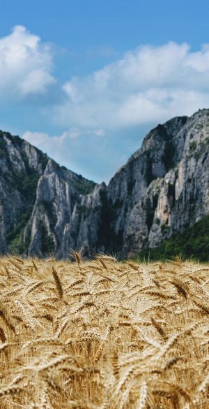 Wheat Field in Mountains Background Wallpaper 720x1600 1 300x585 - Infinix Smart 5 Pro Wallpapers