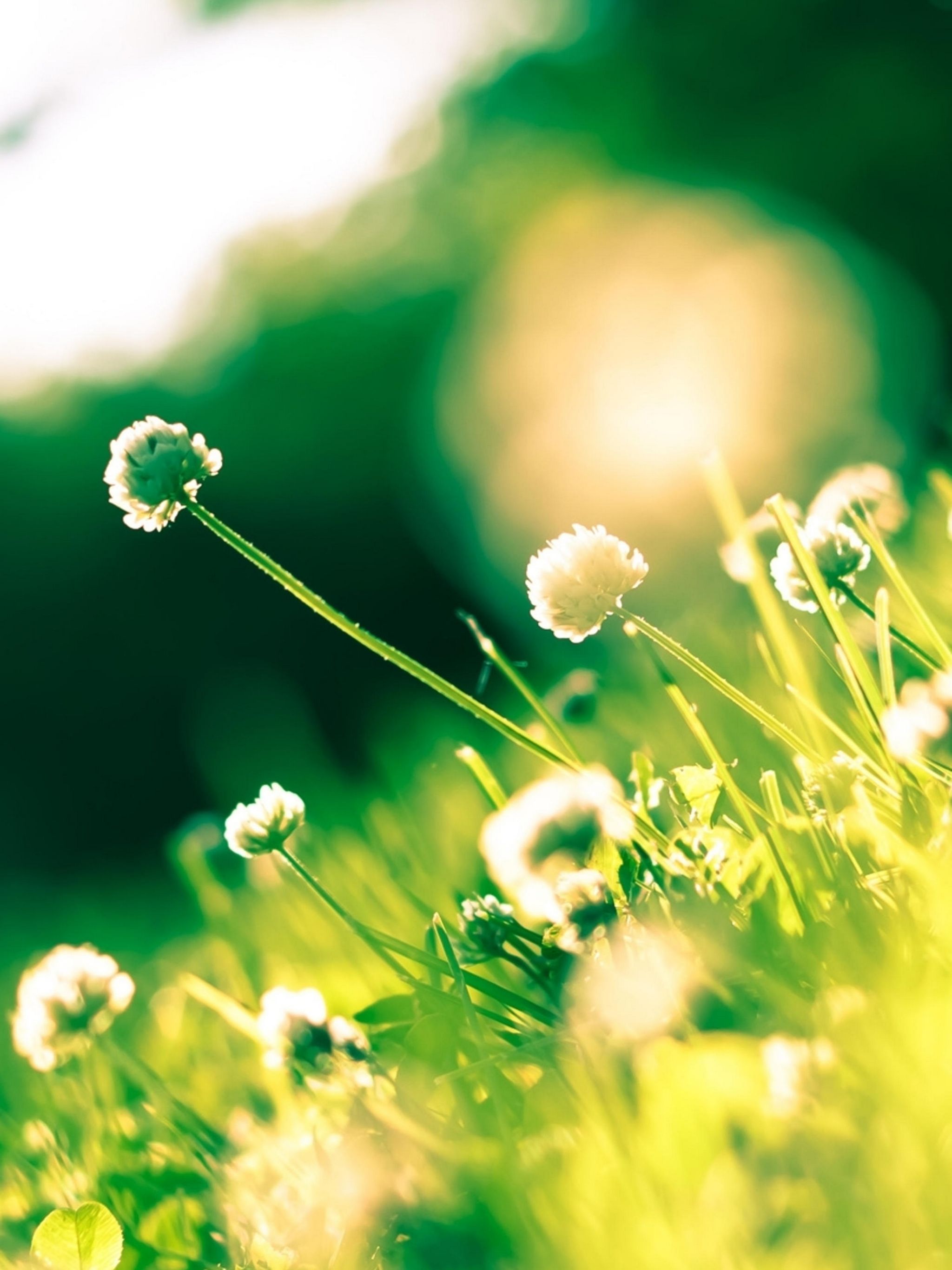 Flower shining. Зелень цветы. Трава солнце. Лето.