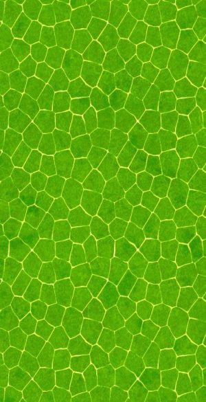 Green Leaf Wallpaper 300x585 - Huawei P40 lite E Wallpapers